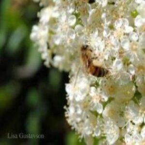 The New Beekeeper’s Calendar: Getting Started Warré Beekeeping Image